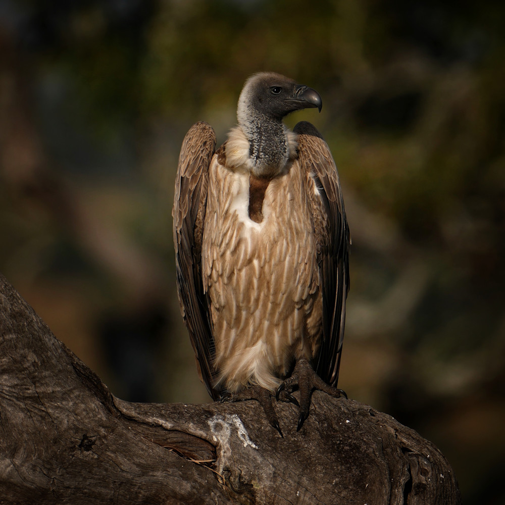 African eagle jzew9m