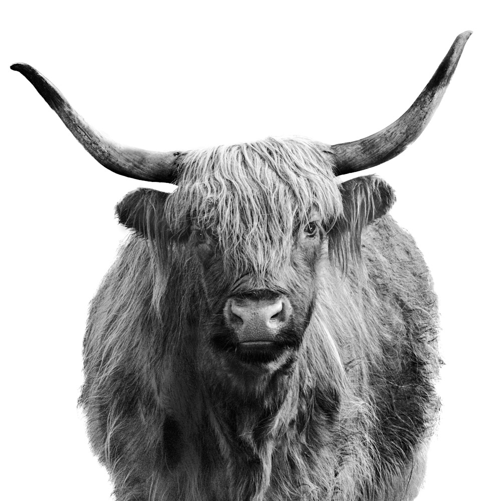Scottish highland cow gzugkz