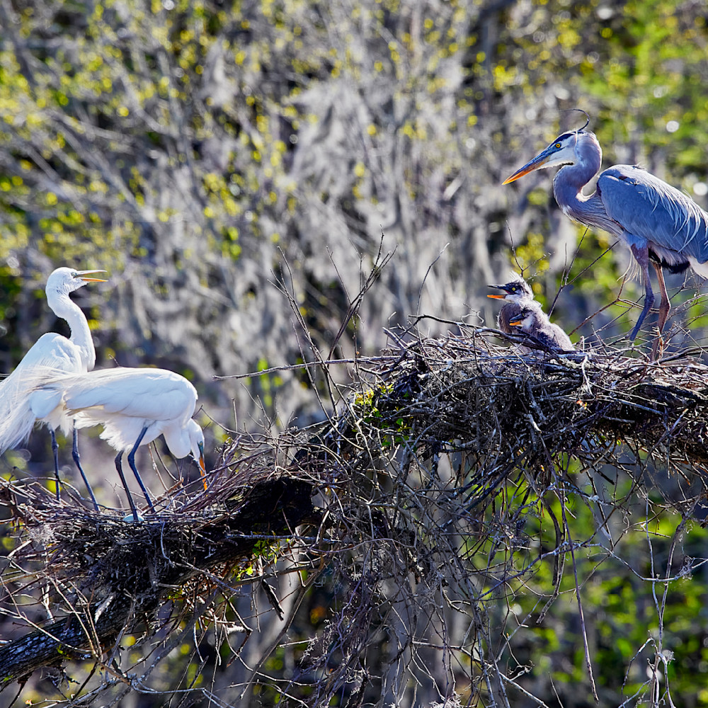 Jkp67 2853 egrets and herons nesting 3 gigapixel low res width 12240px sxygkr