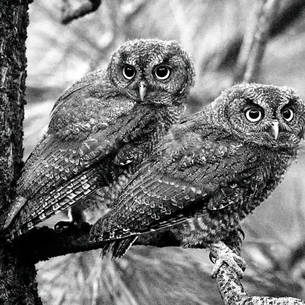 Jkp61 0738 two owlets cropped gigapixel low res width 12240px avdydv