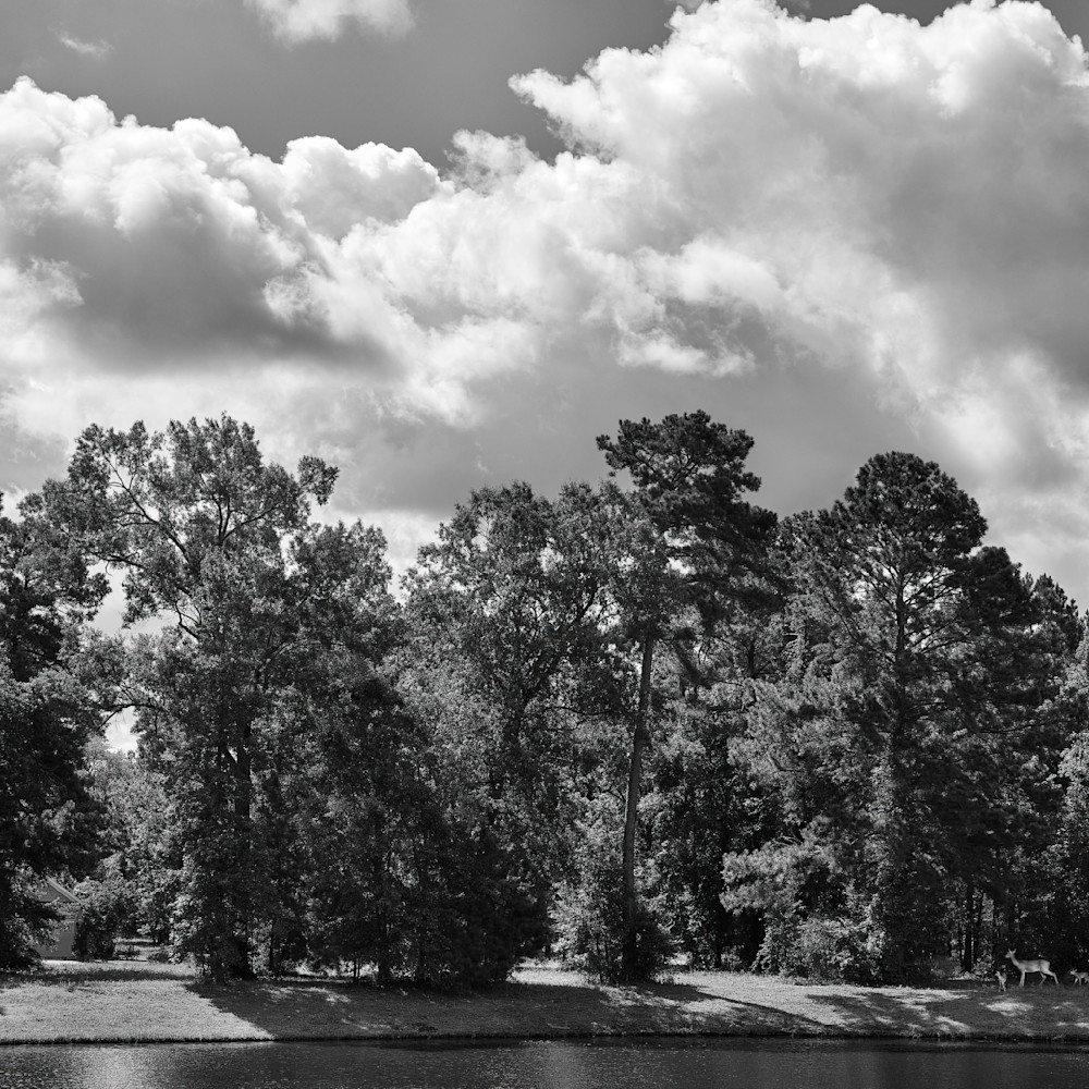 Jkp77 4086 trees clouds bw gigapixel low res width 12240px hsvvnf