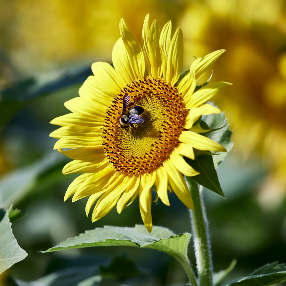 Jkp77 5253 sunflower with bee gigapixel standard height 12240px kqvbtn