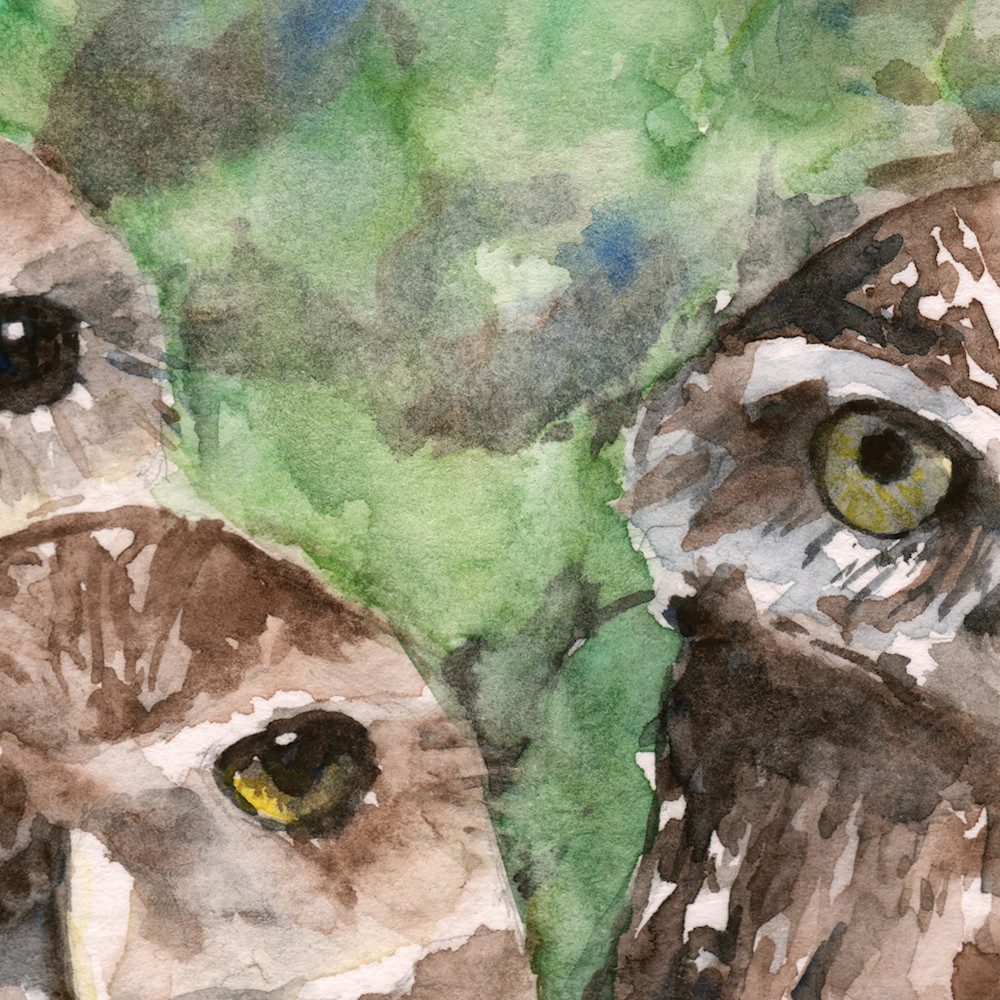 Burronwing owls eri1q7