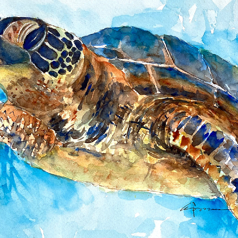 Sea turtle 33 e1nwb0