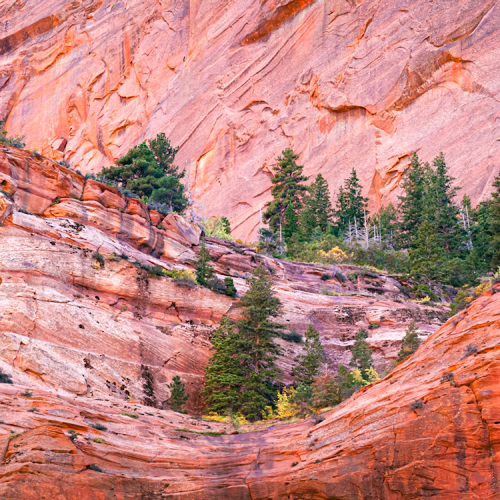 Zion cliffs and trees pano roao7t