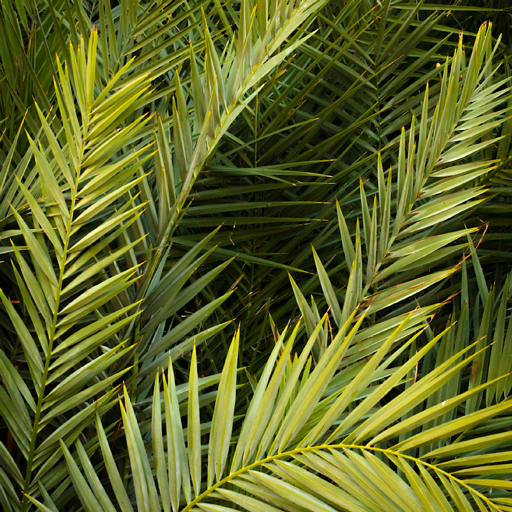 Palm frond assembly k9angi