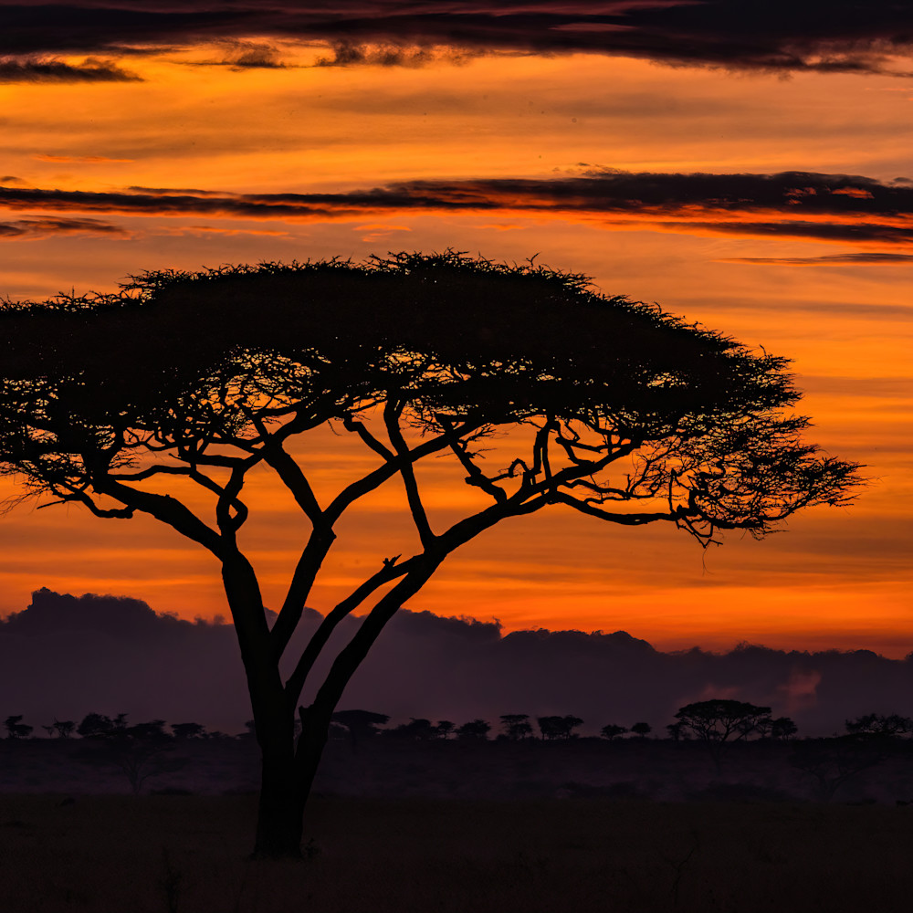 Sunrise approaching on the serengeti waclpl
