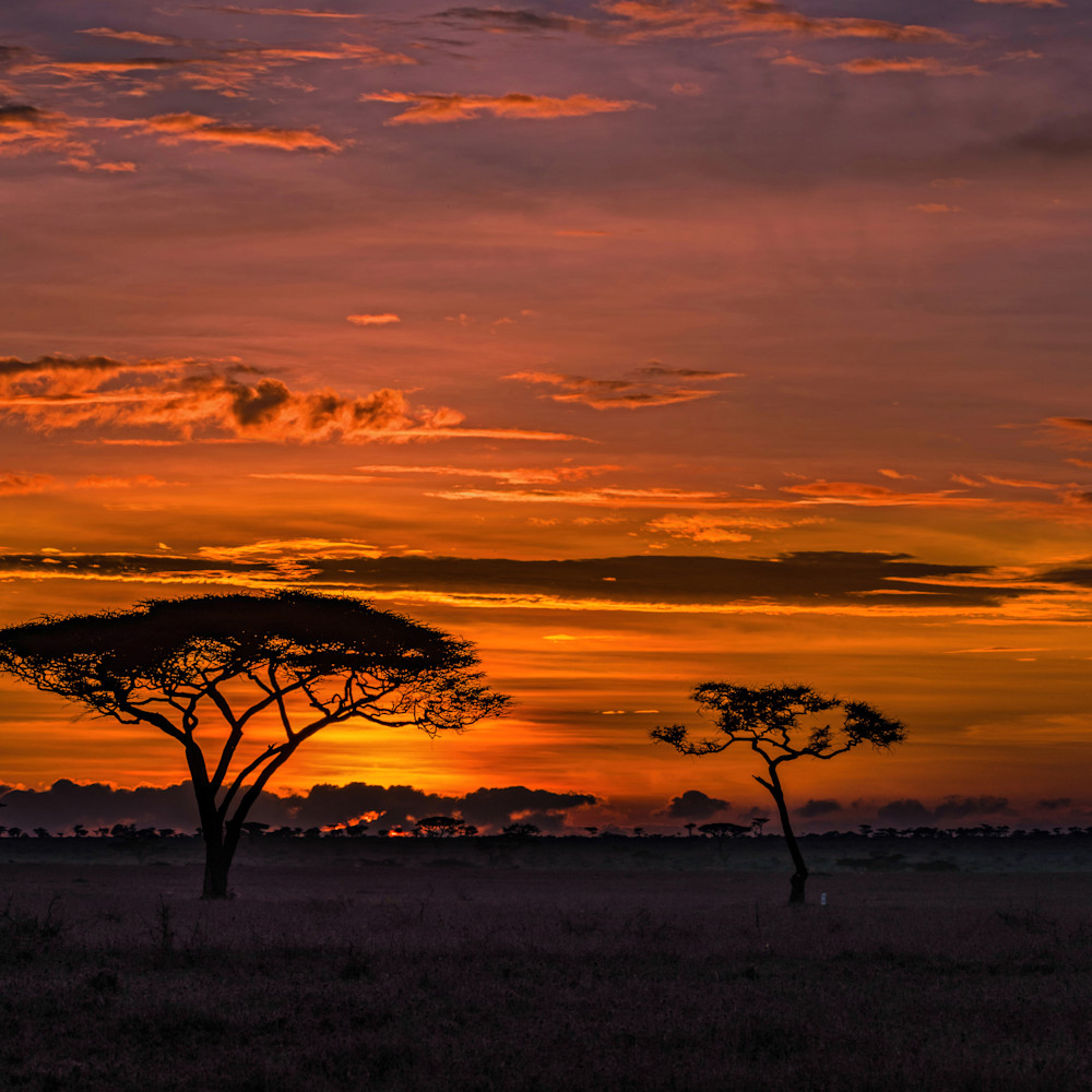Sunrise on the serengeti akze84