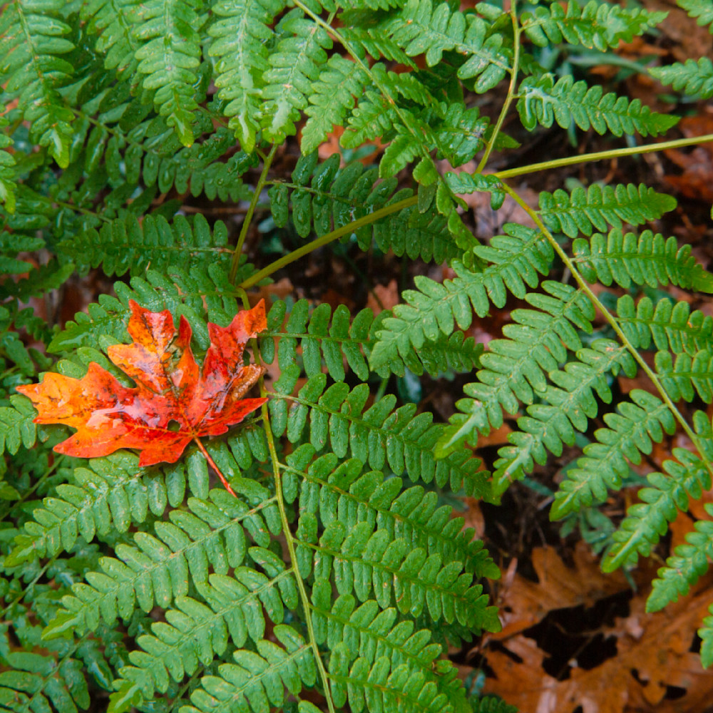 Ferns and red leaf xlvzzr