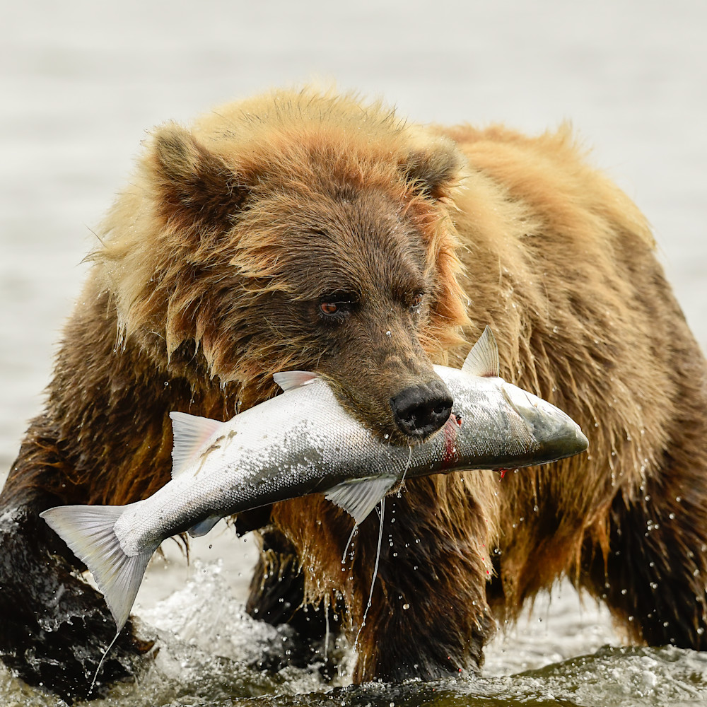 Alaska brown bear with salmon lake clark alaska aug 2018 dsc4226 eupolo