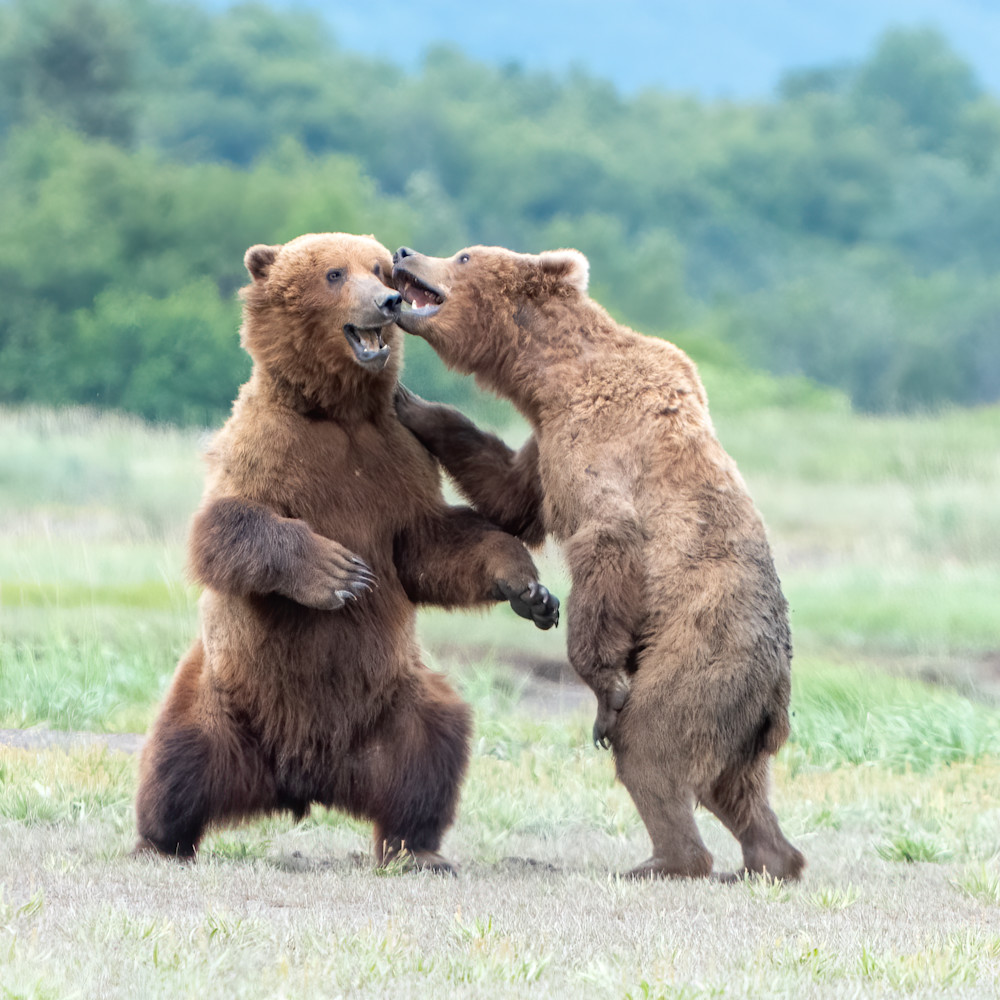Brown bear cubs play fighting hallo bay katmai alaska june 2022 dsc4063 pny36h