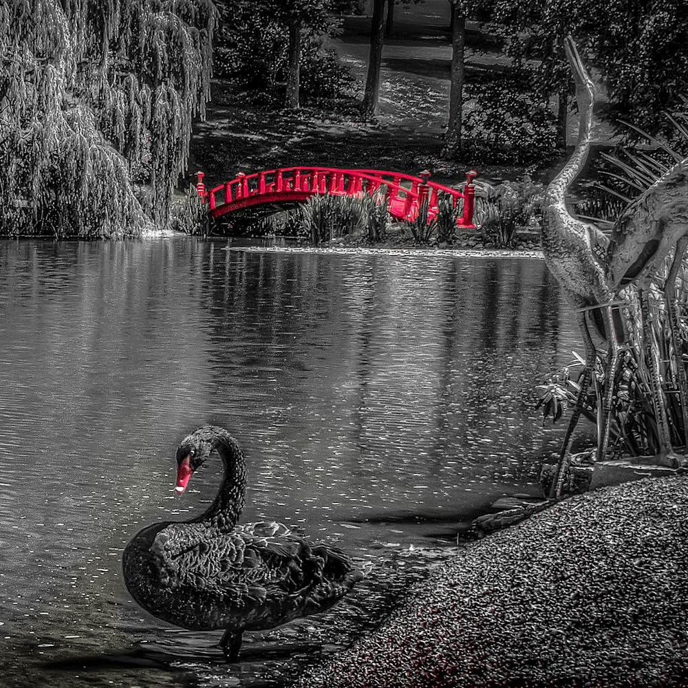 Black swan red bridge 2 rmtno7