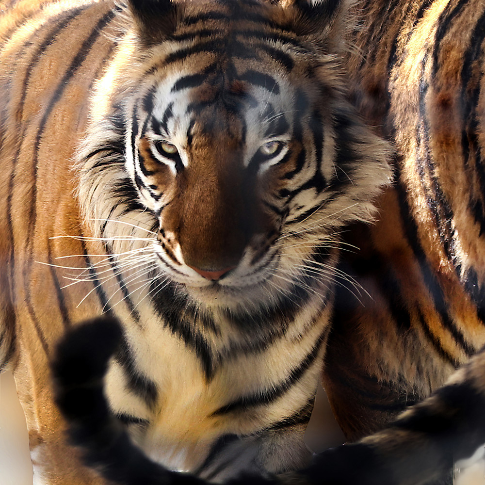 Tiger whiskers dndrrq
