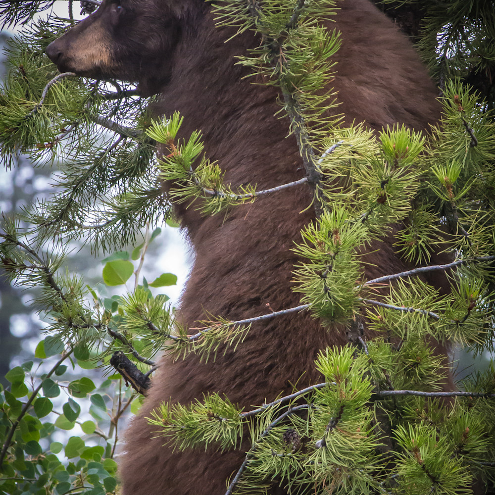 Bear in the pines qm1abq