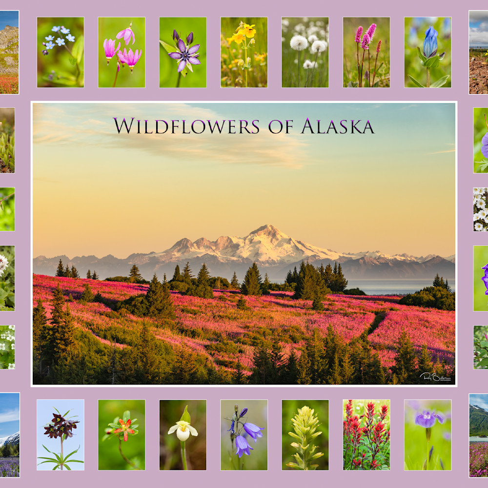 Wildflowers of alaska collage artstorefronts okmk3u