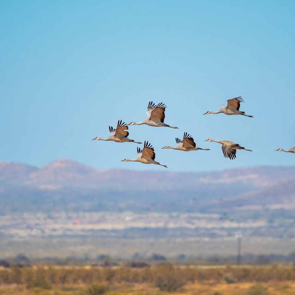Whitewater arizona sandhill cranes migrating easvzu