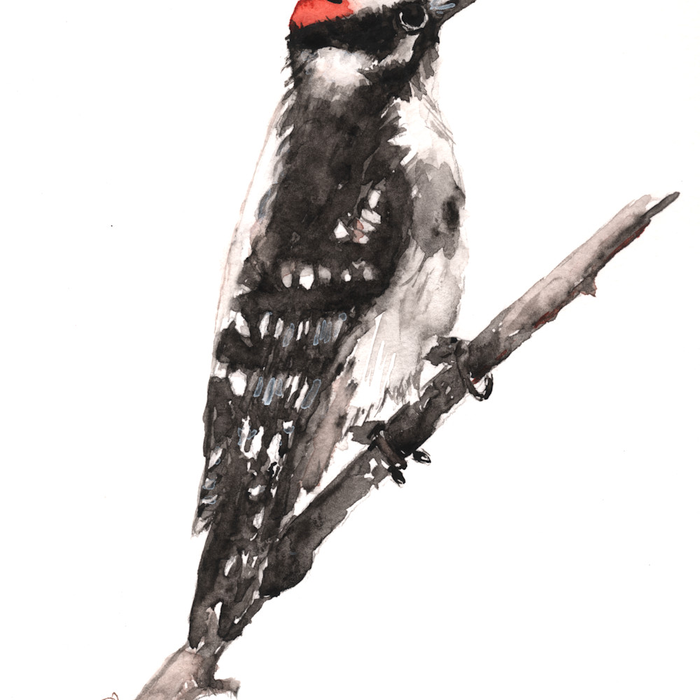 Downy woodpecker xxjgoz