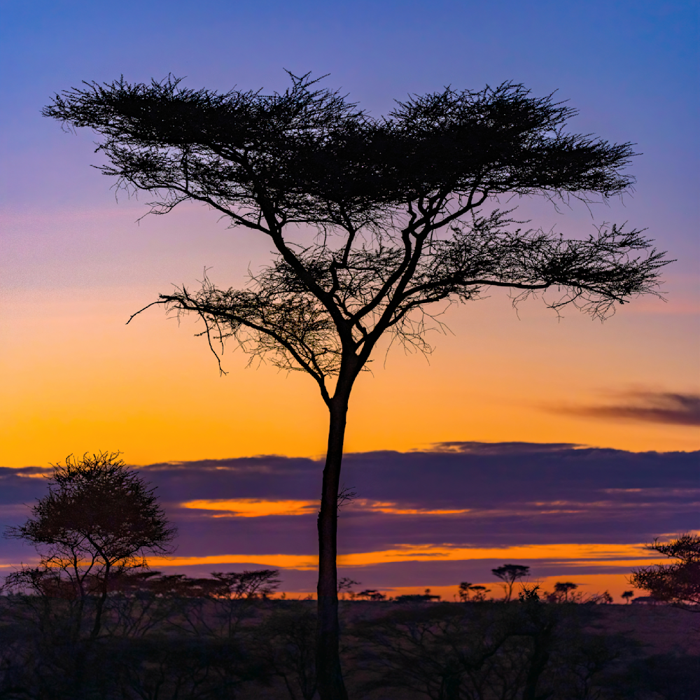 Dawn on the serengeti i4p2sz
