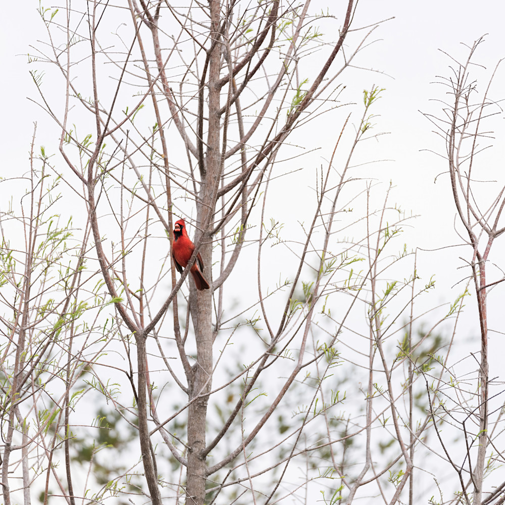 A cardinal in spring osrdr3