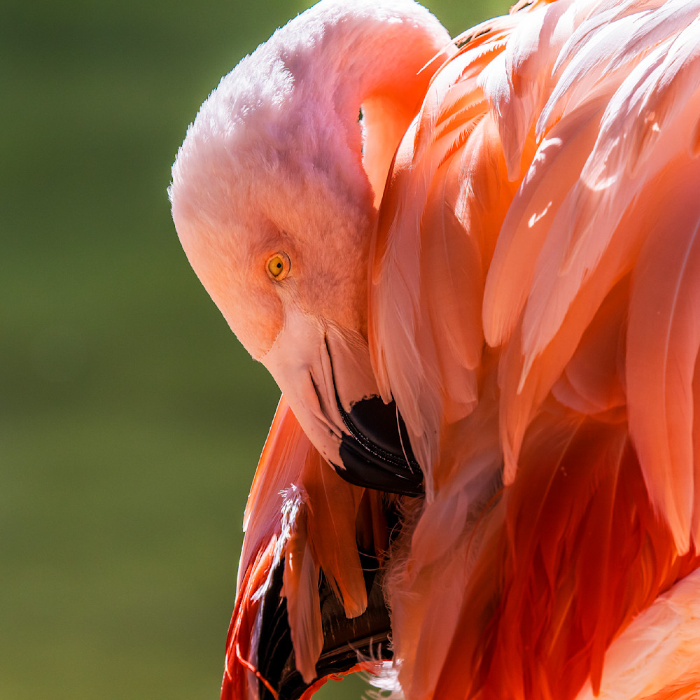 Pink flamingo naptime oqyhbd