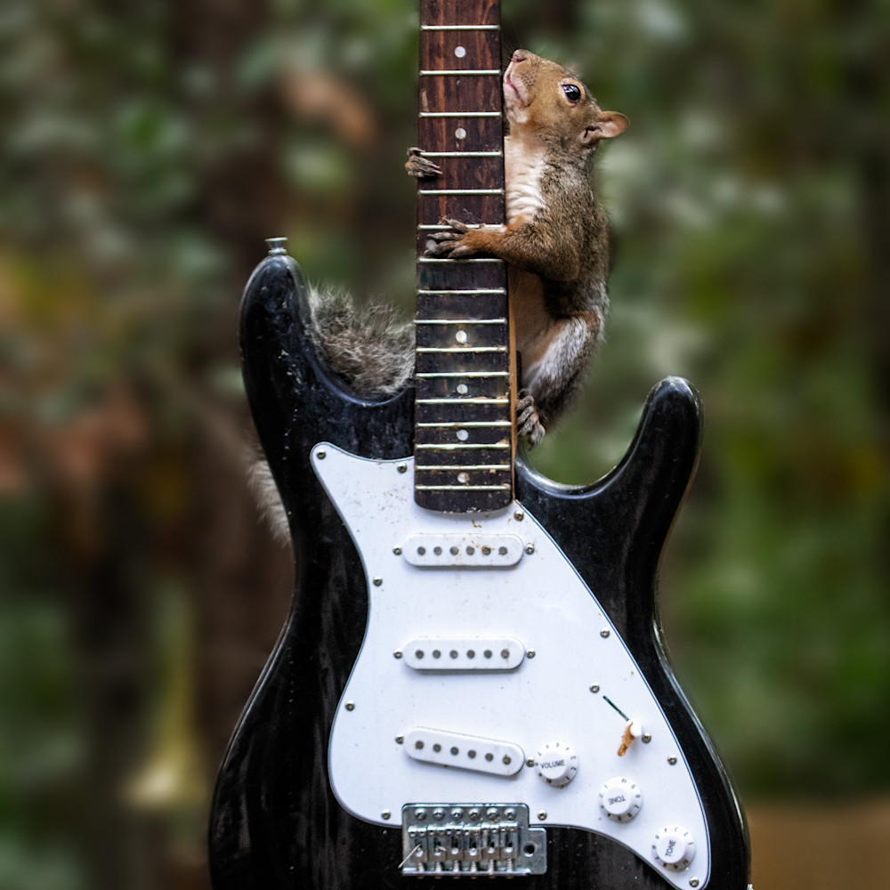 Paul kober   squirrel playing a black guitar wfyoii