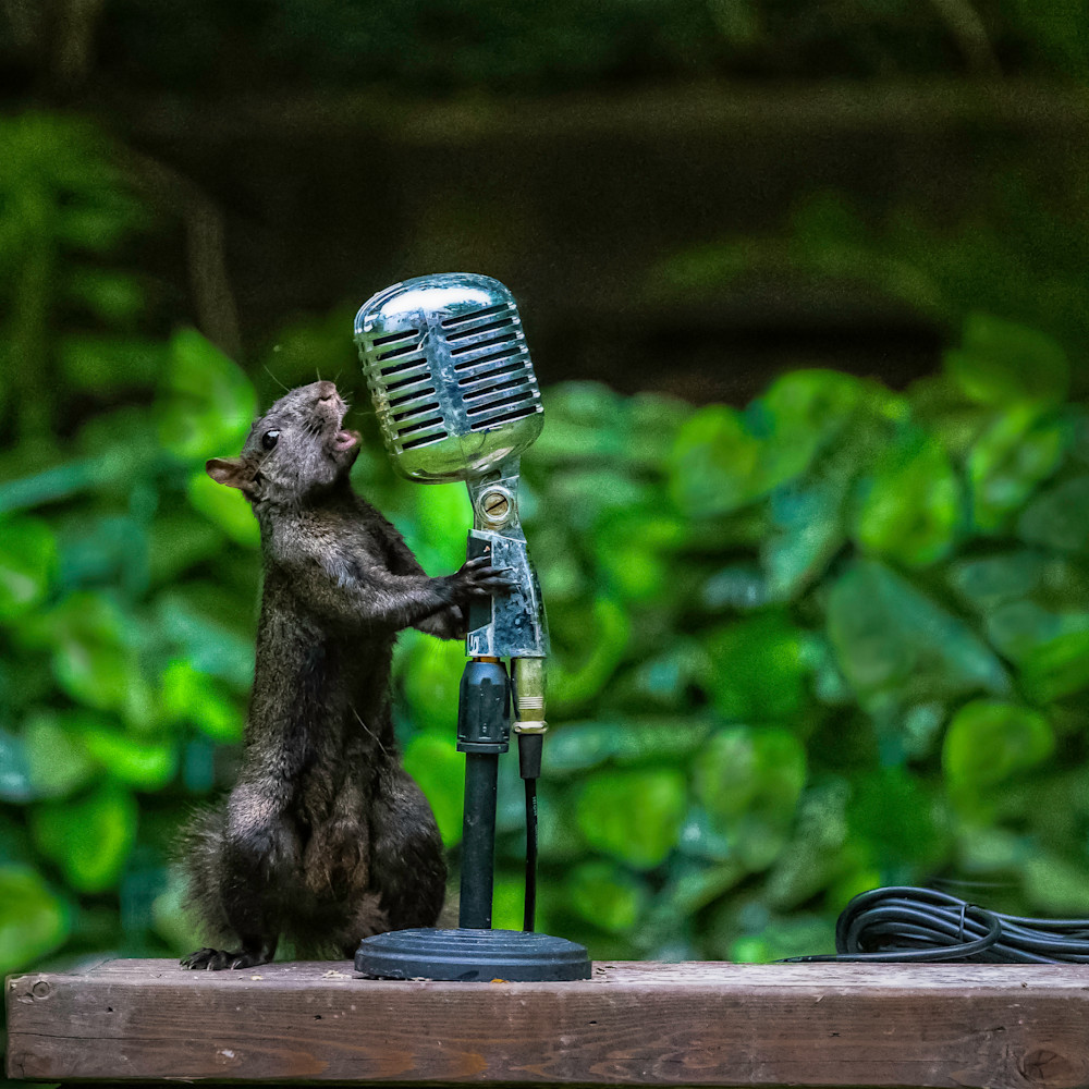 Paul kober   squirrel singing the blues zgsfmo