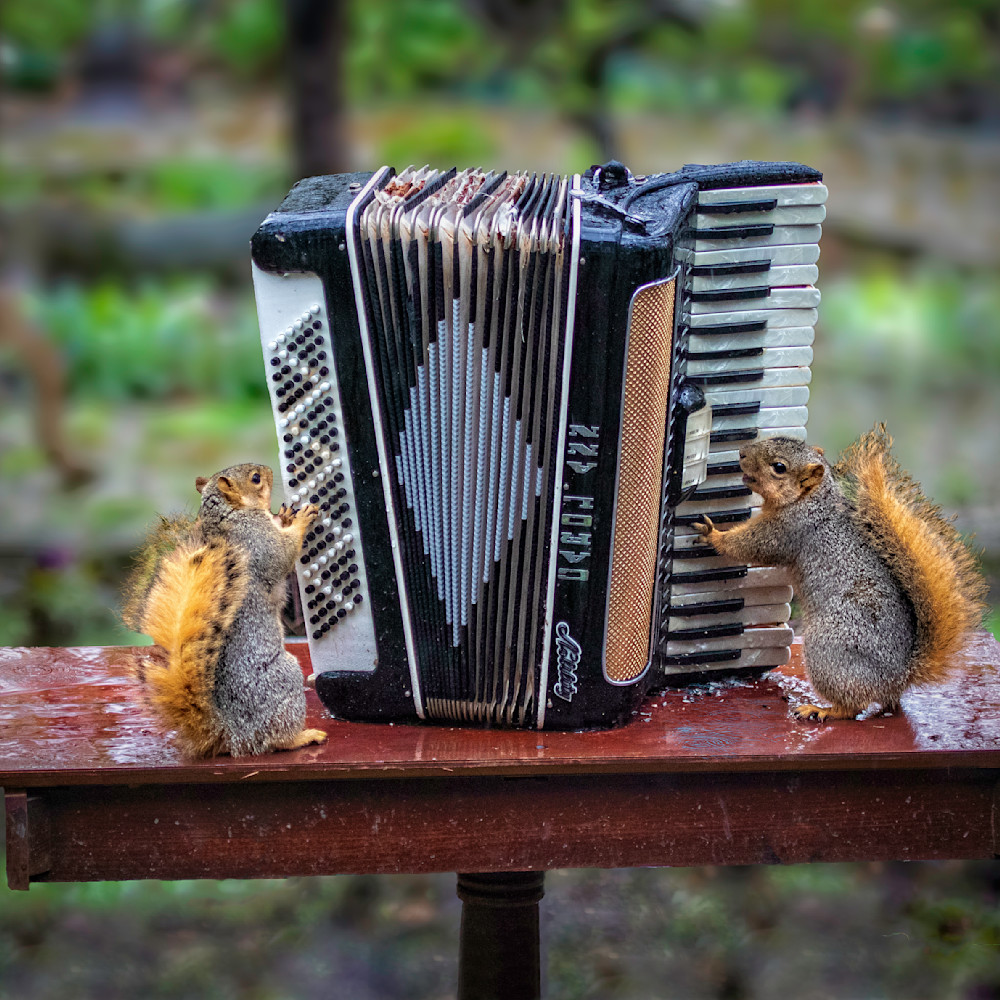 Paul kober   two squirrels playing the accordian azcky2