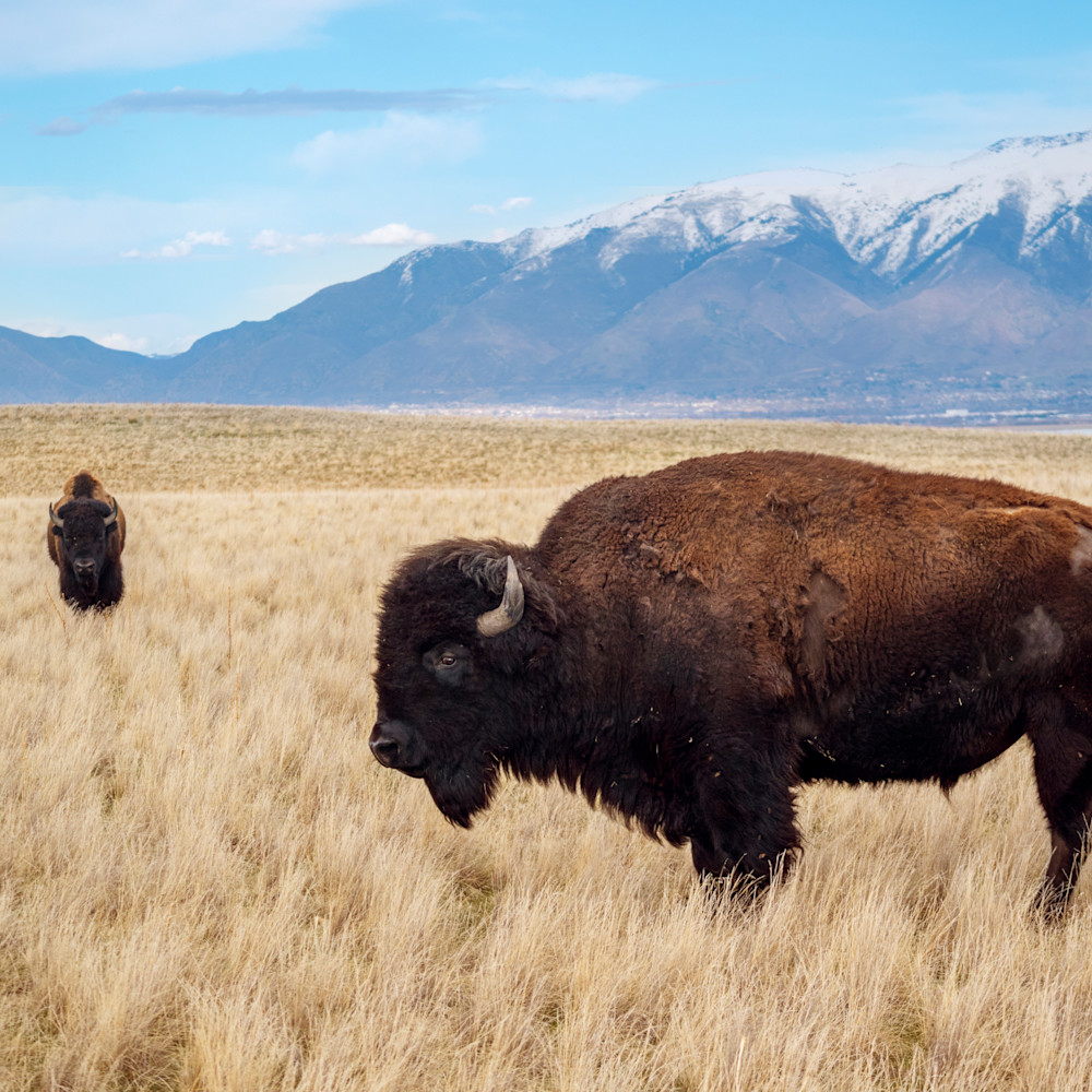 Bison in front of snow capped mountains at antelope island fs3yex