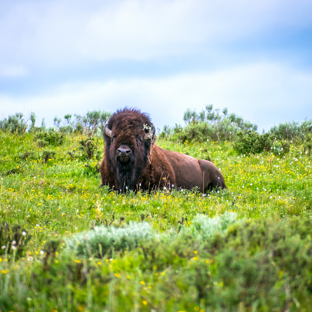 Bison resting among the wild flowers siid16