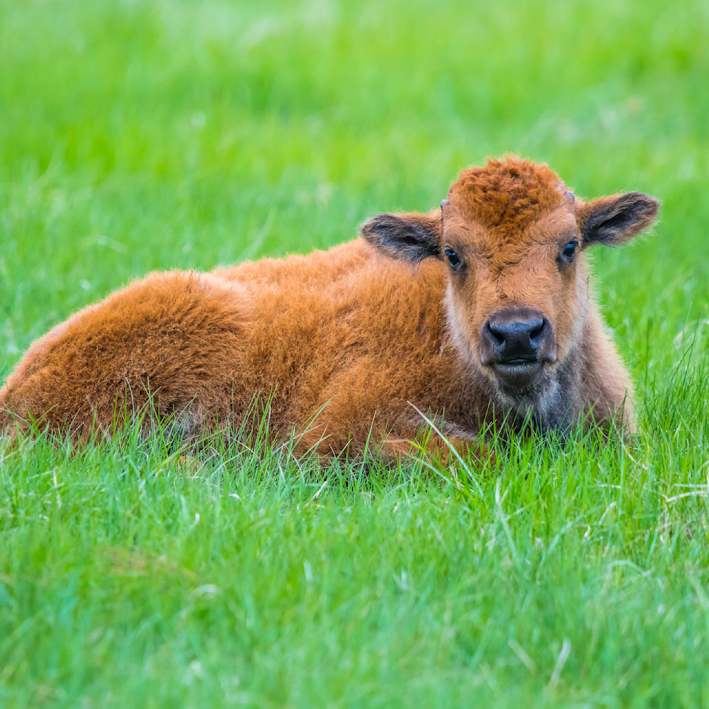 Adorable baby bison culbvc