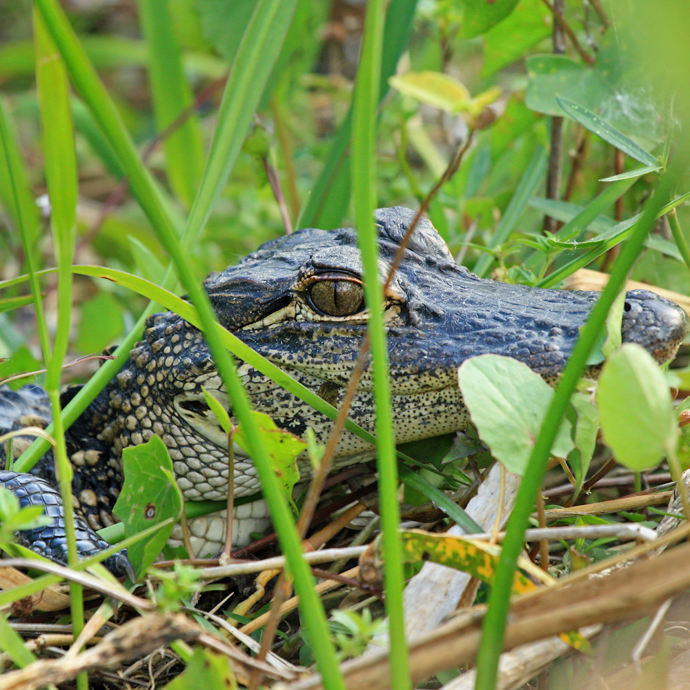 Young alligator in the everglades vvb2lq
