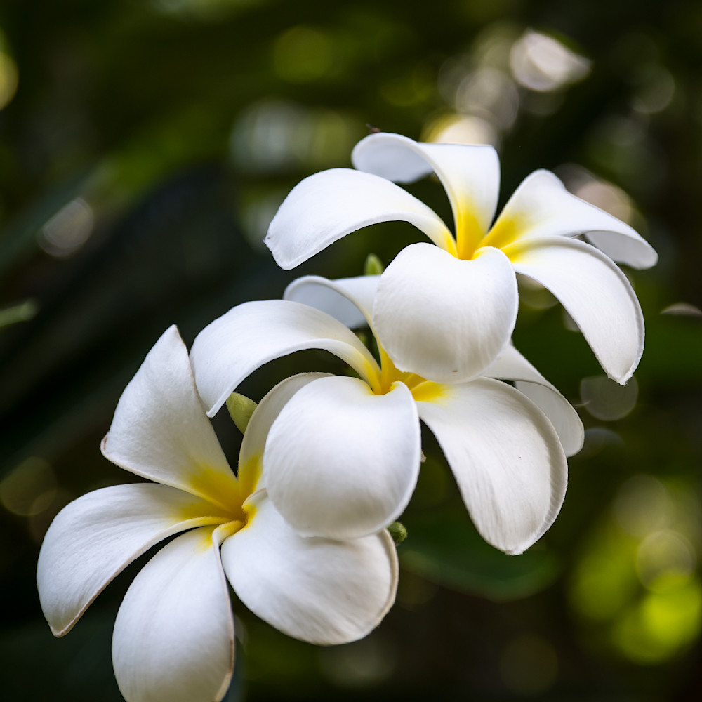 Delightful white hawaiian plumeria flower wayc8n