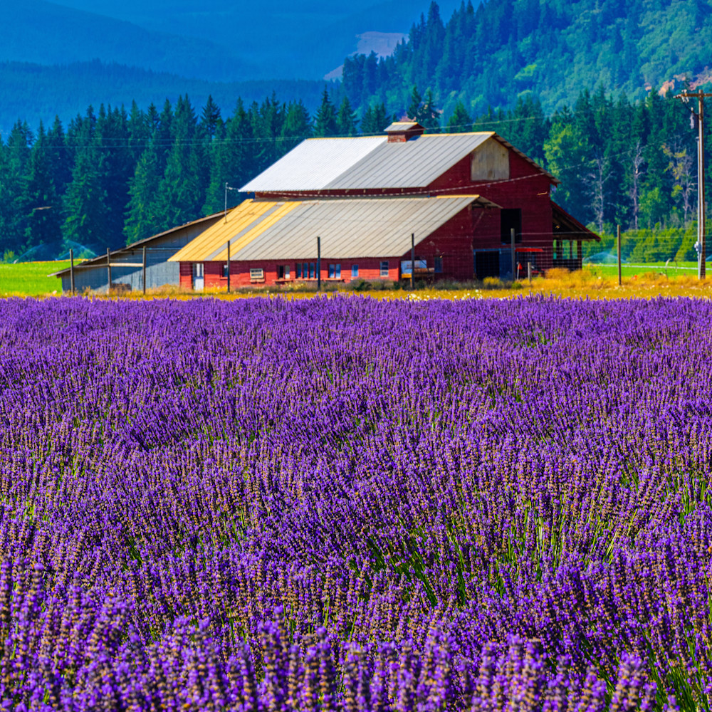 Celebrate lavender in bloom x6b1di