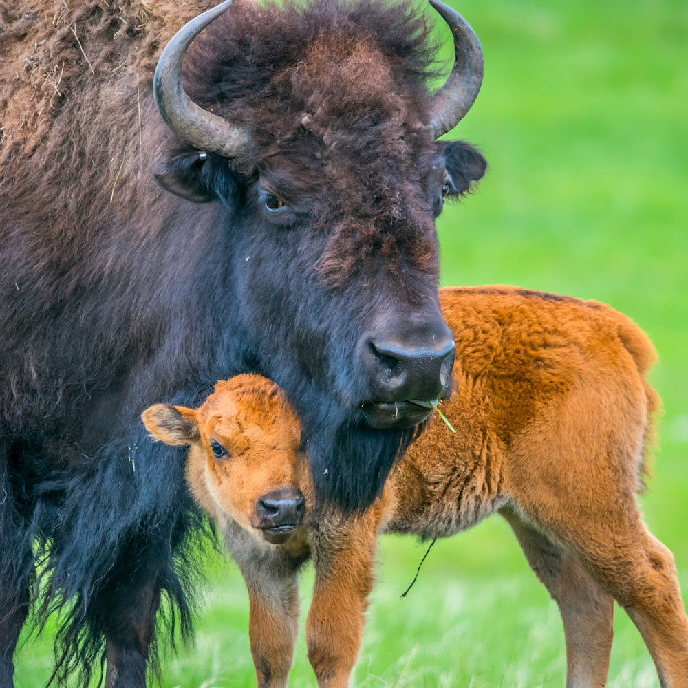Mother bison protecting baby b8s1mm