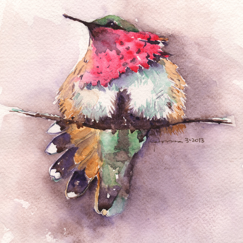 Wine throated hummingbird bdf2mf