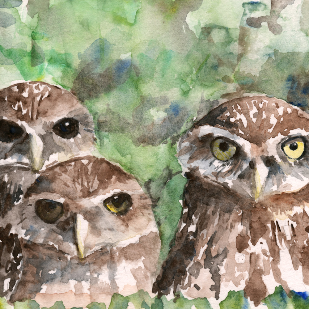 Burronwing owls nmvpxt