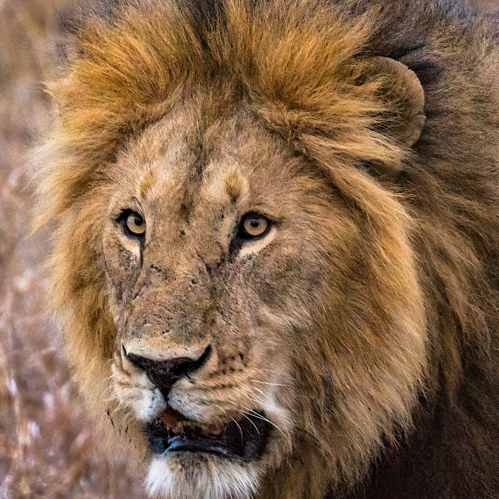 Young lion on the serengeti prakd5