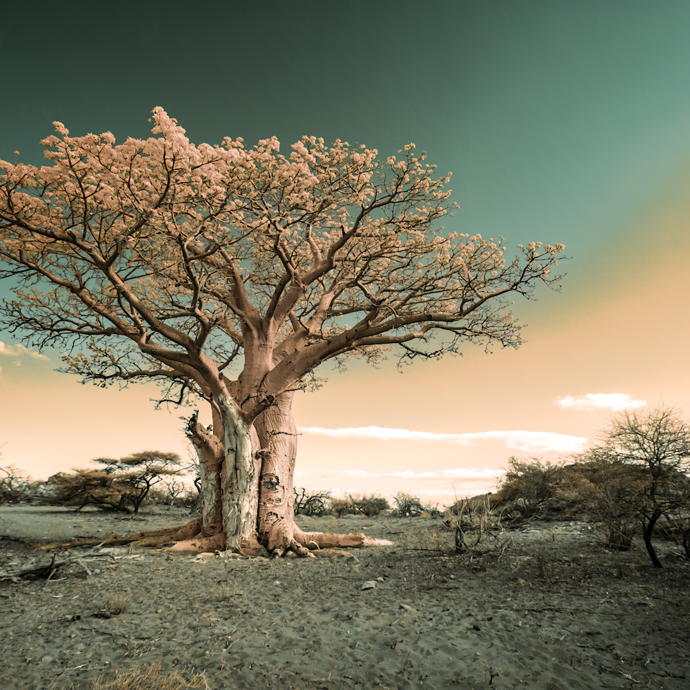 Baobab kwniie