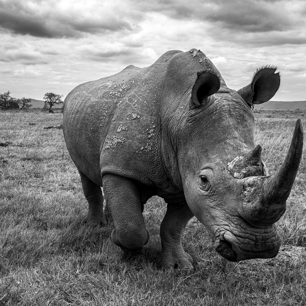 Rhino bull q9nacz