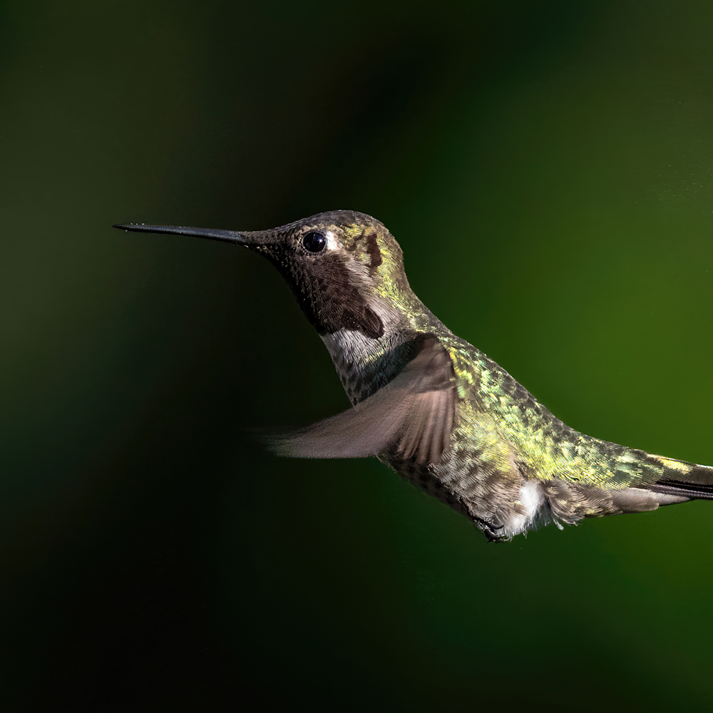 Anna s hummingbird rvolac