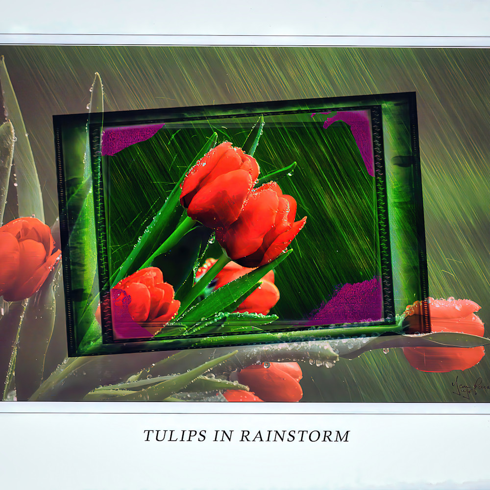 Tulips in the rain 2 zhx0mu