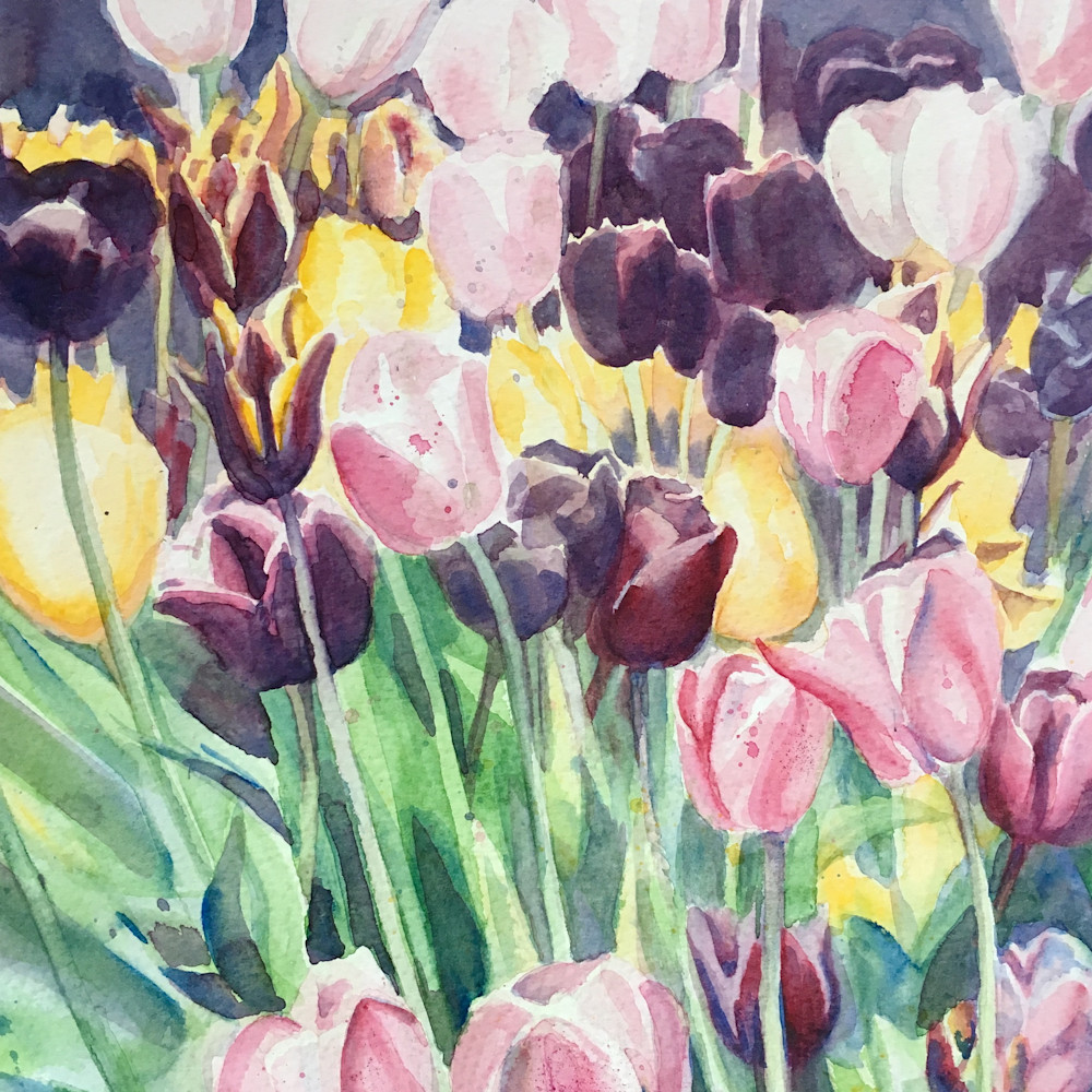 Tulips wckgna