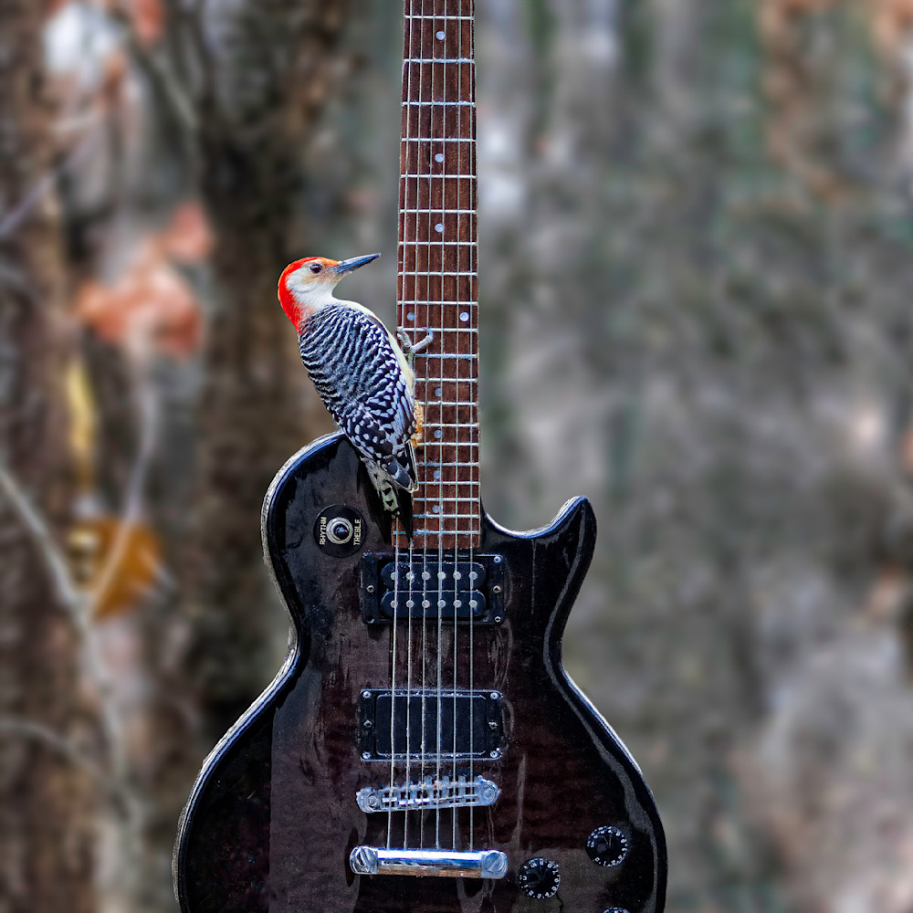 Woodpecker guitar 4x5 q1ybnw