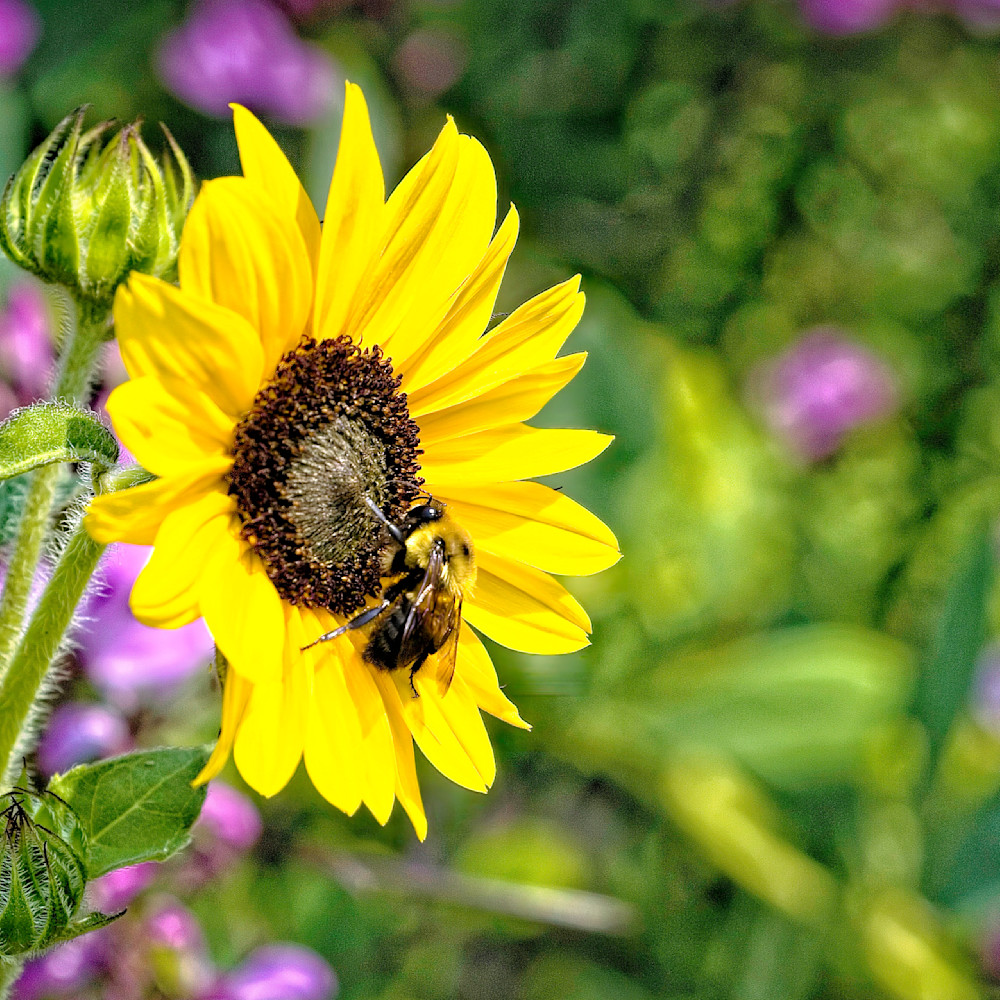 Bumblebee on sunflower wjpznn