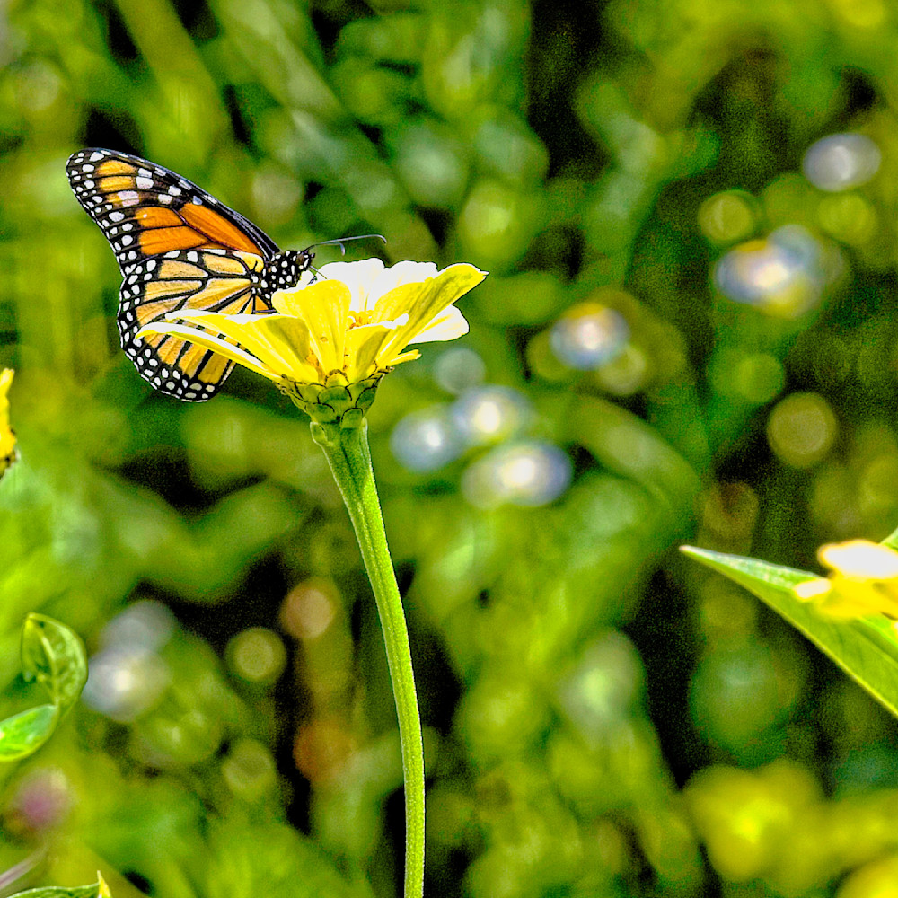 Monarch with yellow flower vxzoz9