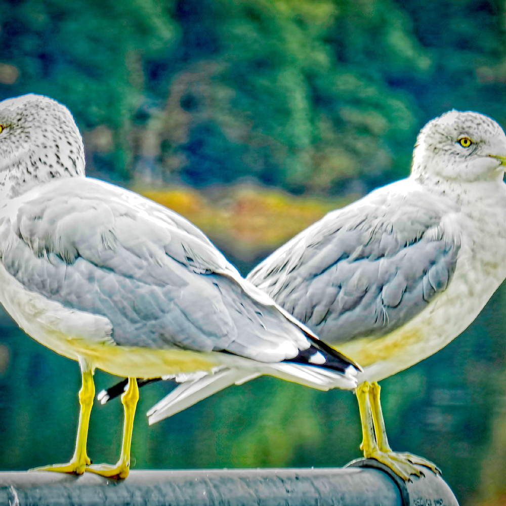 Perched set of seagulls oifofj
