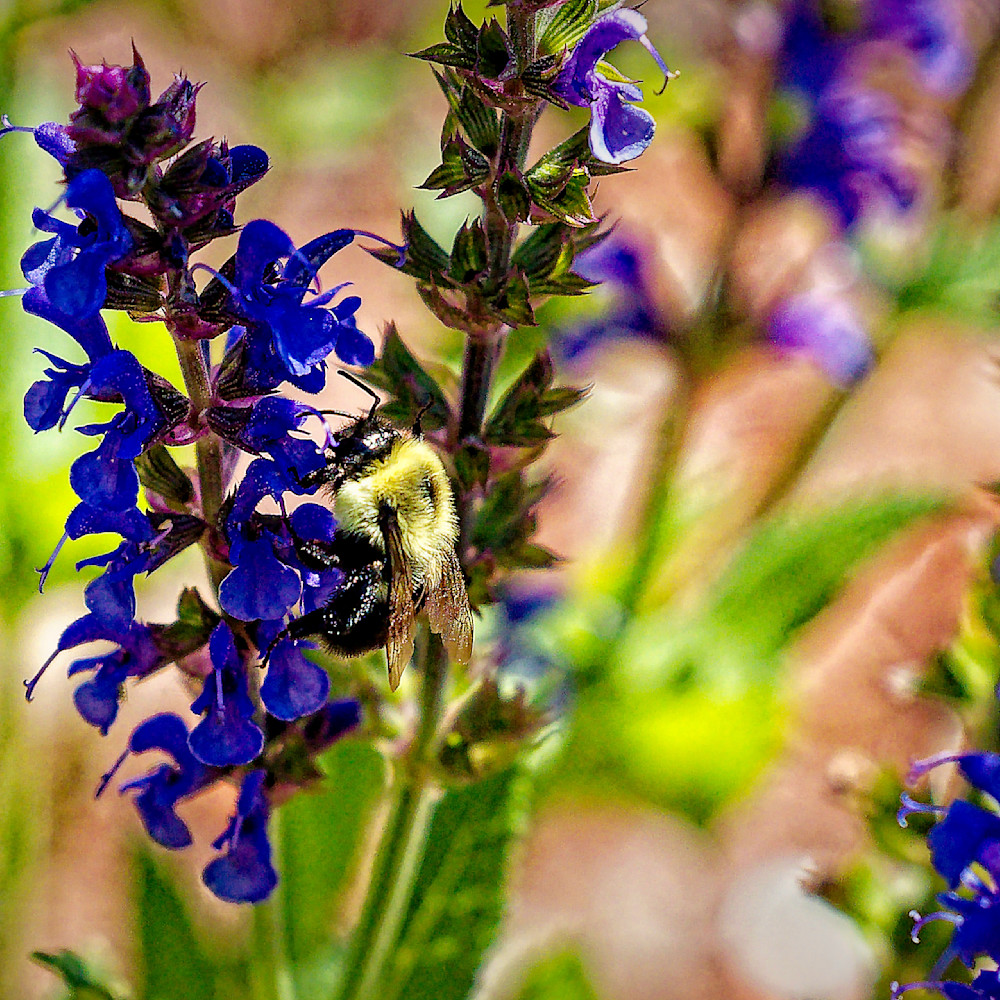 Purple flowers with bee ztcjtx