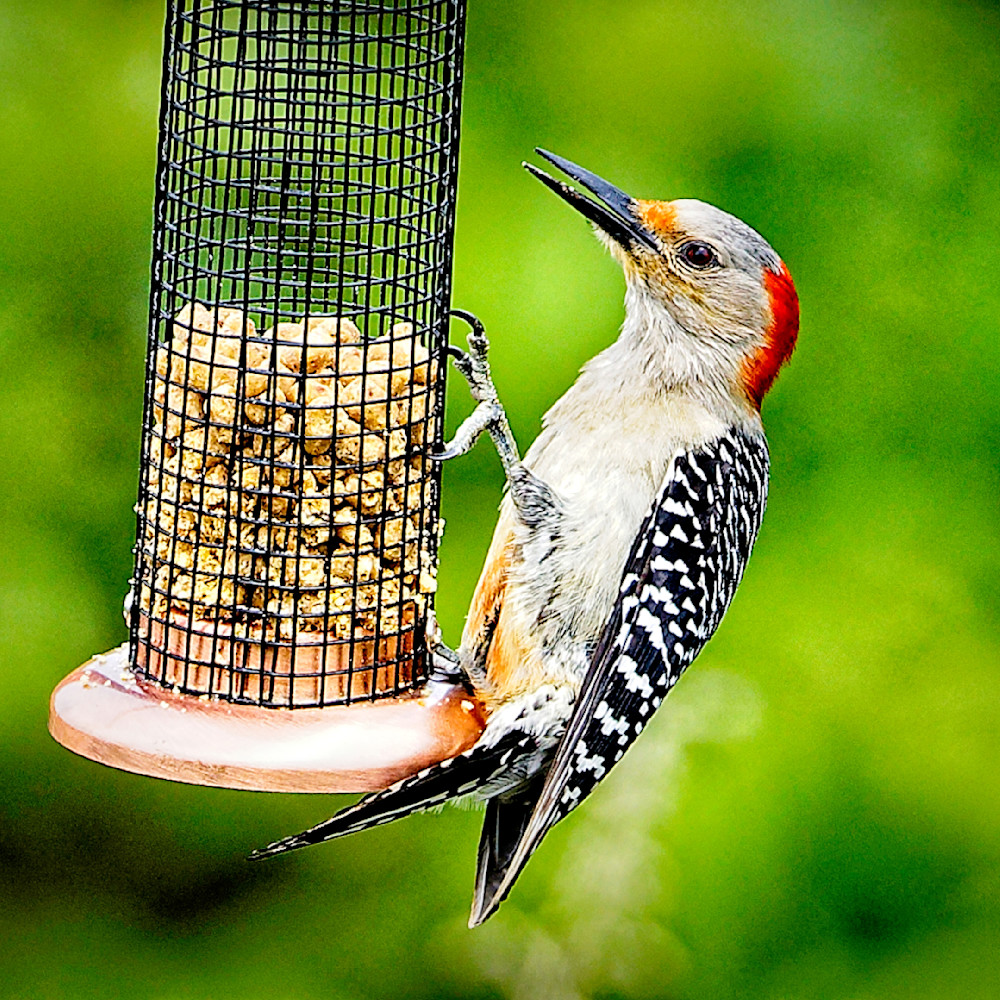 Red bellied woodpecker rwu0az