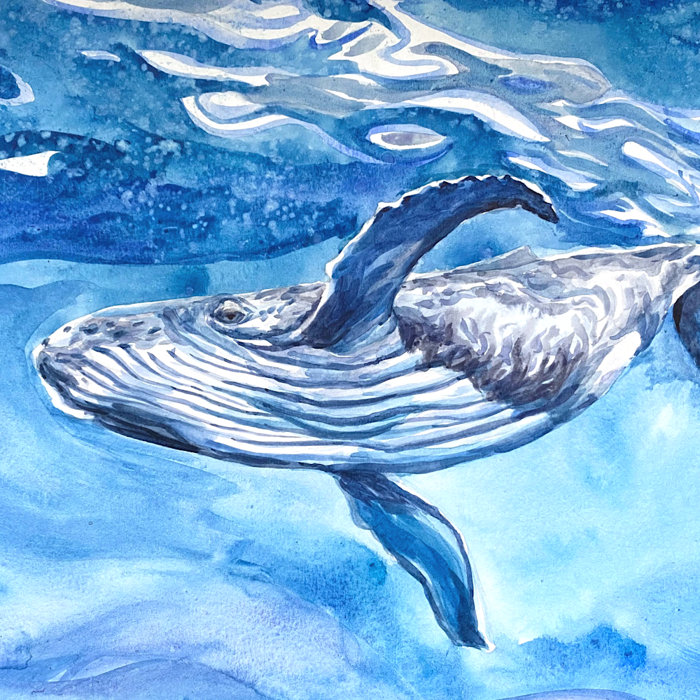 Humpback whale song alaska seckq8