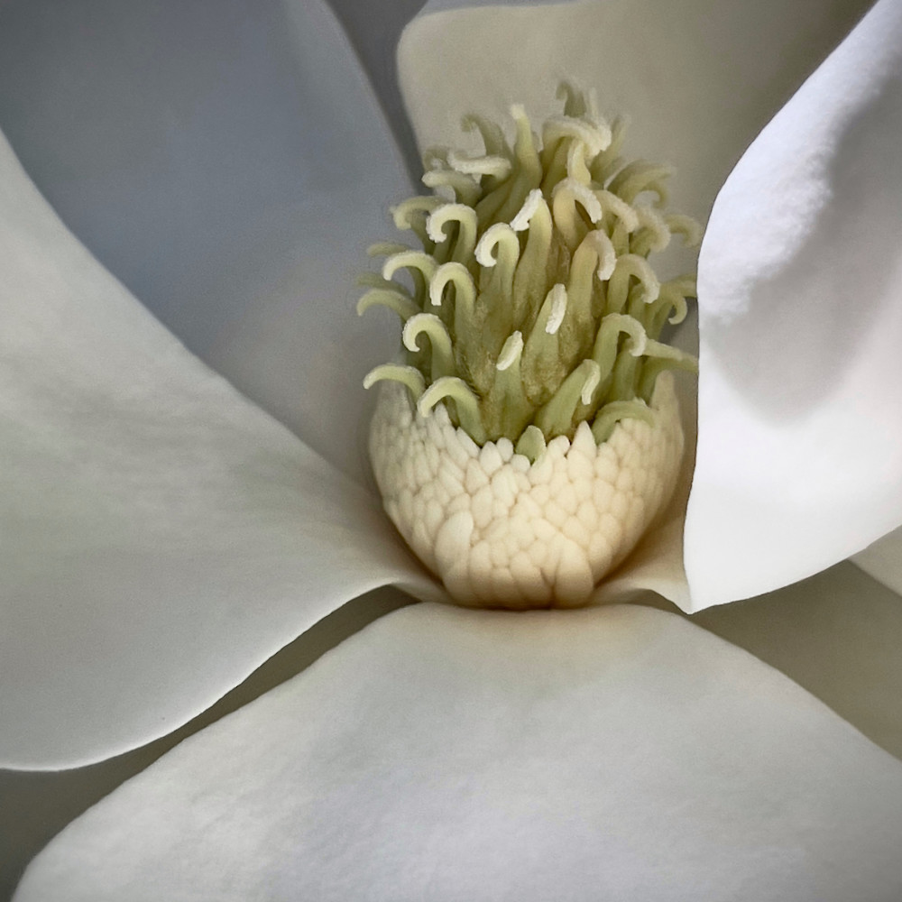 Shadow magnolia fombcy